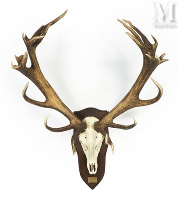 un gros plan de la tête d'un cerf empaillée accrochée au mur