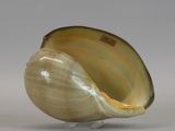 a shell that is sitting on a stand on a table