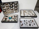 trois vitrines contenant divers insectes, posées sur une table