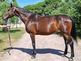 une femme debout à côté d'un cheval brun sur un chemin de terre