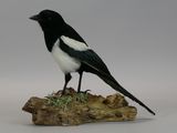 a black and white bird sitting on a piece of wood