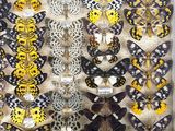 a close up of a display of butterflies in a glass case
