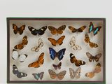 a box with many different types of butterflies in it