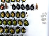 a lot of beetles on display in a glass case