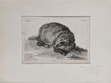 drawing of a raccoon laying on the ground with its head down