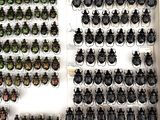 a lot of beetles that are on display in a box