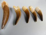 four pieces of tooth are arranged in a row on a table