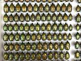 a lot of beetles that are hanging on the wall