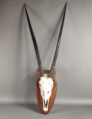 une tête d'antilope aux longues cornes, fixée sur une plaque en bois