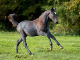 un cheval qui galope dans l'herbe, avec des arbres en arrière-plan