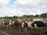 many cows that are walking around in the dirt