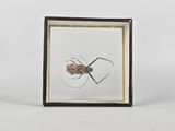 an insect in a glass frame sitting on top of a white surface