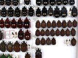 a lot of beetles that are on display in a box