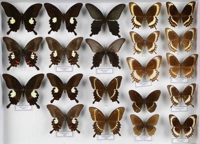 de nombreux papillons exposés dans une vitrine