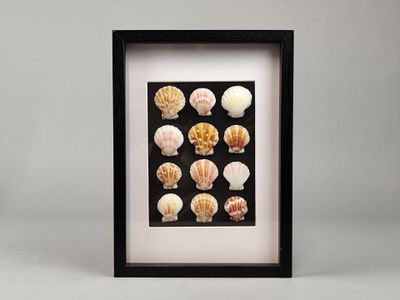 une photo d'un tableau encadré représentant des coquillages sur fond noir