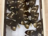 a picture of a display of butterflies in a wooden frame