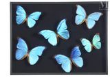 blue butterflies in a shadow box on a black background