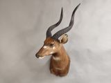 une tête d'antilope accrochée au mur sur un fond blanc
