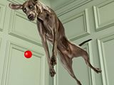 a dog that is jumping in the air with a red ball