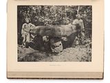 a black and white photo of two men standing next to a large cow