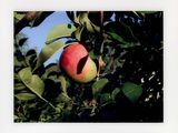 a red apple hanging from a tree with green leaves