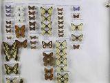 de nombreux types de papillons exposés dans une vitrine