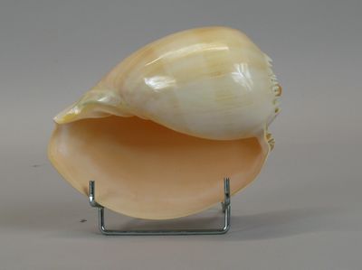 a large shell on a metal stand on a gray surface