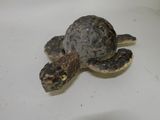 a small turtle that is laying on a white surface