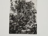 a black and white photo of a palm tree in a forest