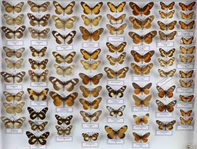 de nombreux types de papillons exposés dans une vitrine