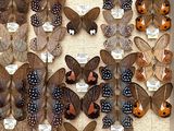 a lot of butterflies that are on display in a box