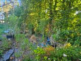 beaucoup d'arbres qui poussent dans les bois