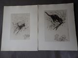 deux dessins représentant un oiseau et un oiseau perché sur une branche d'arbre
