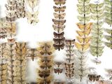 many different types of moths displayed on the wall