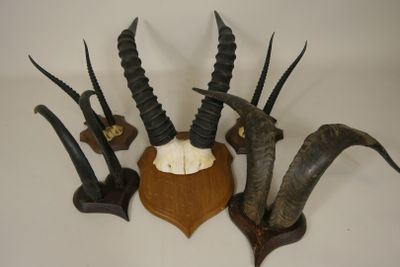several antelope heads mounted on a wooden plaque on a wall