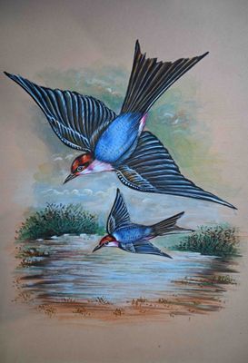 Ecole moderne Oiseaux branchés