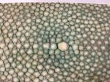 a close up view of a plant ' s cross section