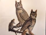 deux chouettes perchées sur une branche d'arbre devant un fond blanc
