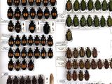 many different types of beetles on display in a display case