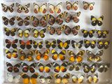 une composition de papillons dans un cadre blanc sur fond blanc