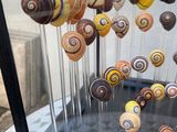 a display case that has many different types of snails in it