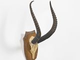 an antelope head mounted on a wall with long horns