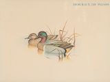 deux canards qui nagent dans l'eau