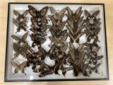 a lot of butterflies that are in a glass case