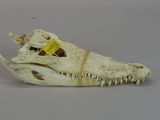 a small animal skull with a yellow tag on it