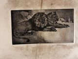 a picture of a picture of a lion laying on the ground