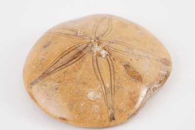 a sand dollar on a white surface with a white background
