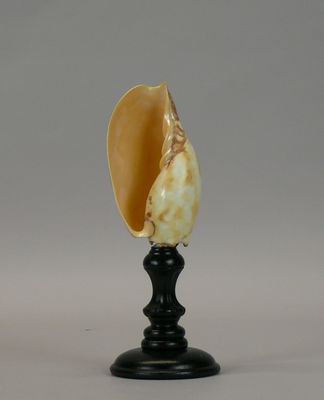 an image of a shell on a black stand with a white background