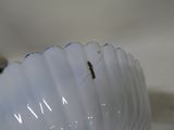 a small bug that is sitting on a white object