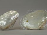 two pieces of shell that are wrapped in plastic